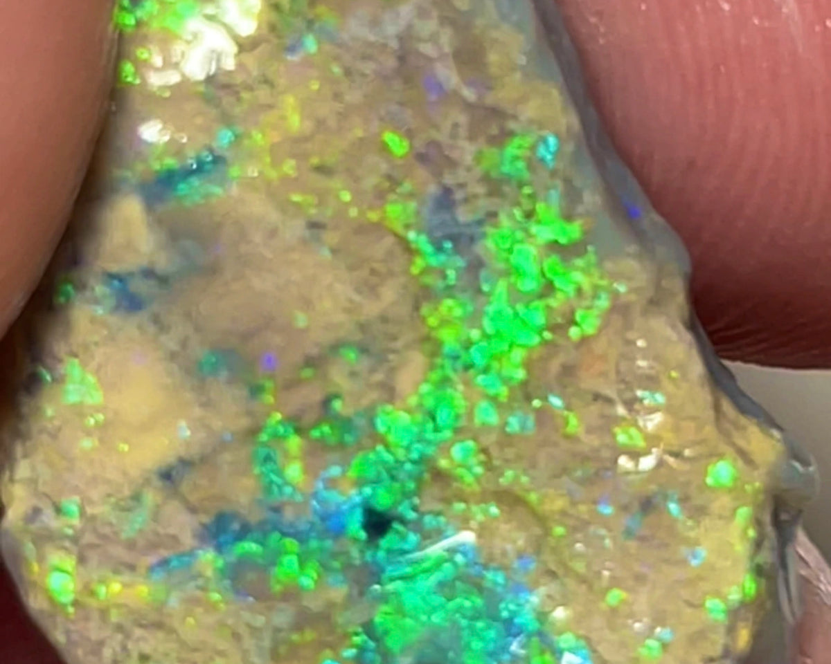 Super Bright & Colourful Vibrant rough opal of Lightning Ridge 12.75cts Gorgeous Display of Multifires  24.000 x 15.000 x 5.000 mm NSW152