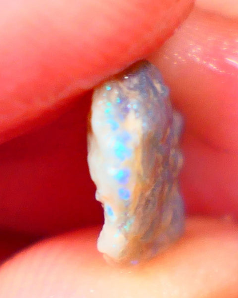 Lightning Ridge Small Knobby Rough Opal 2.50cts Showing Blue fires to gamble 13x10x3mm NSW130