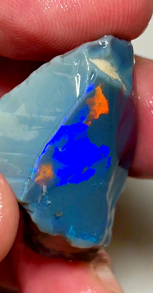 Lightning Ridge Opal Huge Rough/Rub Dark Base From the Miners Bench® 60cts Broad zones of Orange/Blue fires 39x24x12mm WAD29