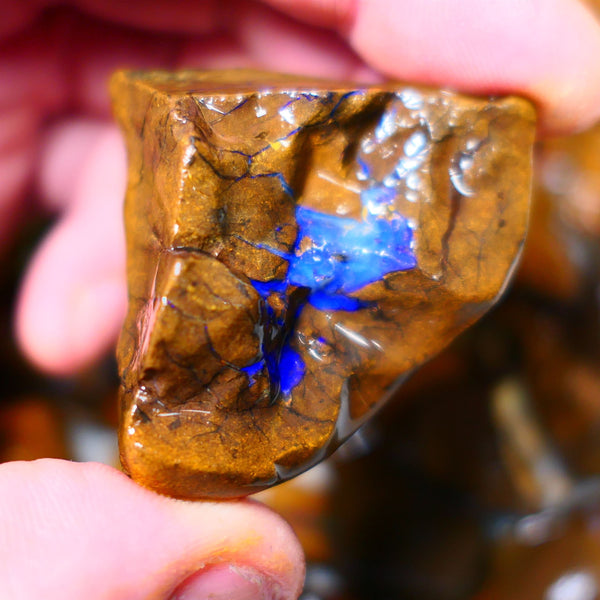 Queensland Boulder / Matrix opal 405cts Big rough Winton Very Bright Blue fires show plenty to go at here 50x43x30mm  ALP001