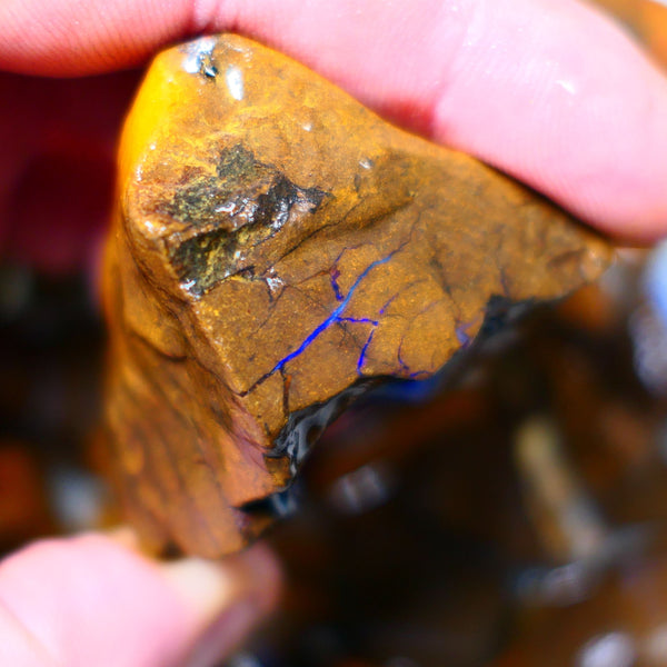 Queensland Boulder / Matrix opal 405cts Big rough Winton Very Bright Blue fires show plenty to go at here 50x43x30mm  ALP001