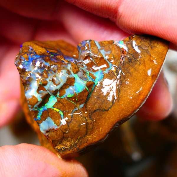 Queensland Boulder / Matrix opal 220cts rough Winton Bright Yellows Greens & Blue fires show plenty to go at here 47x28x28mm  ALP003