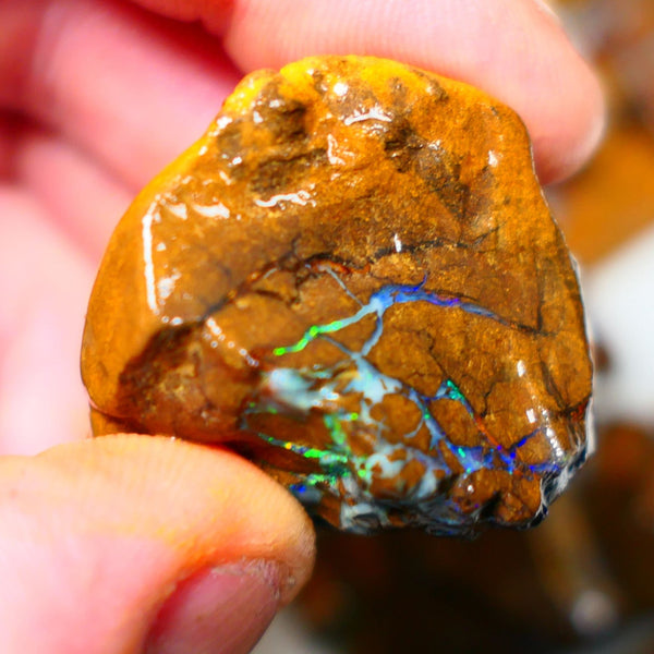 Queensland Boulder / Matrix opal 220cts rough Winton Bright Yellows Greens & Blue fires show plenty to go at here 47x28x28mm  ALP003