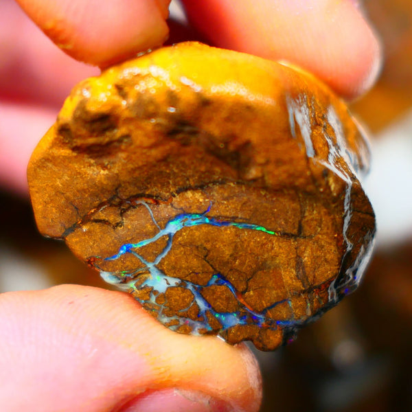 Queensland Boulder / Matrix opal 220cts rough Winton Bright Yellows Greens & Blue fires show plenty to go at here 47x28x28mm  ALP003