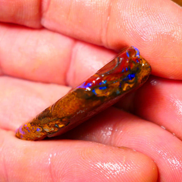 Queensland Boulder / Matrix opal 65cts Big rough/rub Yowah Gorgeous Bright Blue fires show plenty to go at here 38X23X9MM ALP007