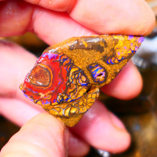 Queensland Boulder / Matrix opal 65cts Big rough/rub Yowah Gorgeous Bright Blue fires show plenty to go at here 38X23X9MM ALP007